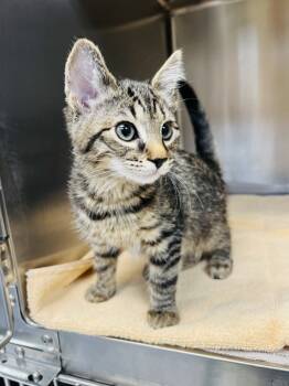 Rescue Domestic Short Hair Cats for Adoption in Atlantic City, New Jersey - Houdini | PetCurious