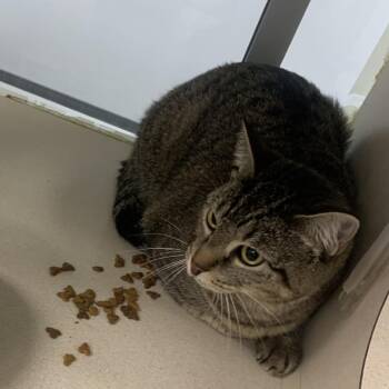 Domestic Short Hair Cats Available for Adoption in Dickinson, Texas - Lilly | PetCurious