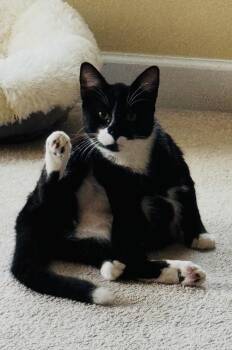 Wonka -  Domestic Short Hair Cat for Adoption in Charlotte, North Carolina - Wonka | PetCurious