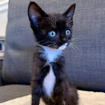 Phillip -  Domestic Short Hair Cat for Adoption in Bel Air, Maryland - Phillip | PetCurious