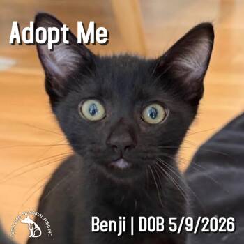 Benji -  Domestic Short Hair and Bombay Cat for Adoption in Hermosa Beach, California - Benji | PetCurious