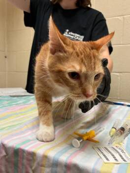 Honey Nut -  Domestic Short Hair Cat for Adoption in Cincinnati, Ohio - Honey Nut | PetCurious