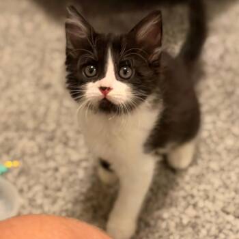 Heirloom Starkey -  Domestic Short Hair Cat for Adoption in Morrison, Colorado - Heirloom Starkey | PetCurious