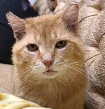 Big Red -  Domestic Short Hair Cat for Adoption in Syracuse, New York - Big Red | PetCurious