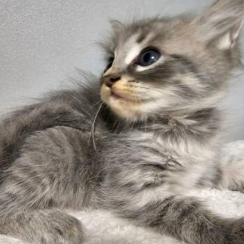 Chex -  Domestic Short Hair Cat for Adoption in Columbus, North Carolina - Chex | PetCurious