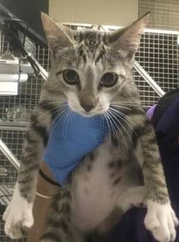 ROU ROU -  Domestic Short Hair Cat for Adoption in Conroe, Texas - ROU ROU | PetCurious