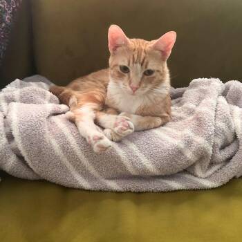 Domestic Short Hair Cats Available for Adoption - Bahama Mama | PetCurious