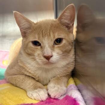 Bingo -  Domestic Short Hair Cat for Adoption in Spokane, Washington - Bingo | PetCurious