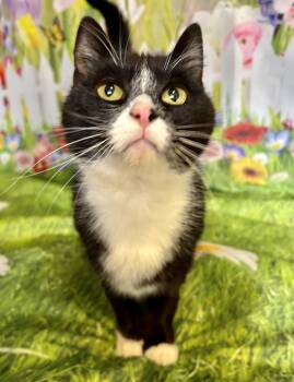 Domestic Short Hair Cats Available for Adoption - Elvira | PetCurious