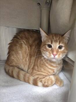 Domestic Short Hair Cats Available for Adoption in Derwood, Maryland - DREW | PetCurious