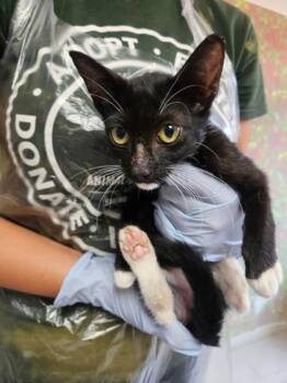 Sylvester -  Domestic Short Hair Cat for Adoption in San Antonio, Texas - Sylvester | PetCurious