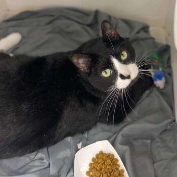 Beatrice -  Domestic Short Hair Cat for Adoption in Philadelphia, Pennsylvania - Beatrice | PetCurious