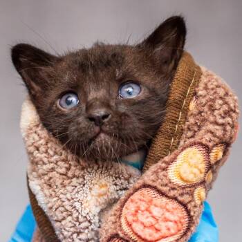 Dowoon From Day 6 -  Domestic Short Hair Cat for Adoption in Hattiesburg, Mississippi - Dowoon From Day 6 | PetCurious
