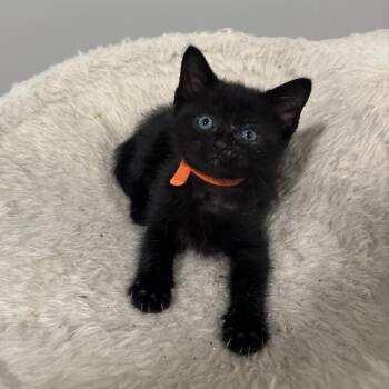 Cheese -  Domestic Short Hair Cat for Adoption in Bristol, Indiana - Cheese | PetCurious