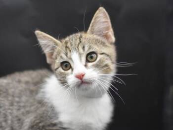 Arizona -  Domestic Short Hair Cat for Adoption in Portland, Oregon - Arizona | PetCurious