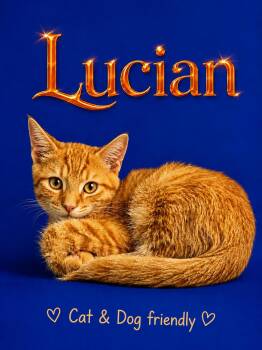 Lucian (FCID# 07/23/2026 - 93 Middletown PS) DC -  Tabby Cat for Adoption in Greenville, Delaware - Lucian (FCID# 07/23/2026 - 93 Middletown PS) DC | PetCurious