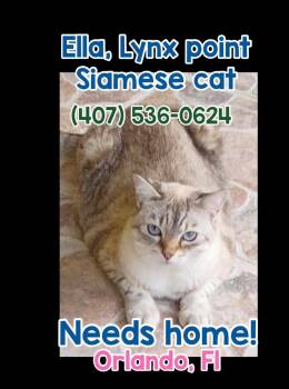 Ella (Lynx point Siamese) VIDEO -  Siamese Cat for Adoption in Port Orange, Florida - Ella (Lynx Point Siamese) VIDEO | PetCurious