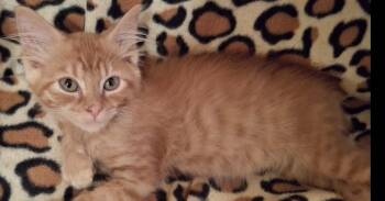 Luigi Mario King -  Domestic Short Hair Cat for Adoption in West Peoria, Illinois - Luigi Mario King | PetCurious