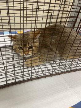 British Shorthair Cats Available for Adoption in Winder, Georgia - 2026-04-041*Churchill* | PetCurious