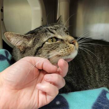 Dairy Queen Victoria -  Domestic Short Hair Cat for Adoption in Columbia, Missouri - Dairy Queen Victoria | PetCurious