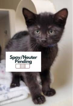 Garry -  Domestic Short Hair Cat for Adoption in Kalispell, Montana - Garry | PetCurious