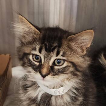 Domestic Short Hair Cats Available for Adoption - Crackle | PetCurious