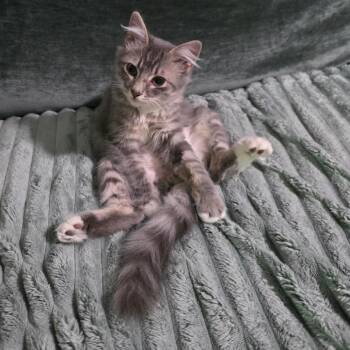 Will Turner -  Domestic Long Hair Cat for Adoption in Fort Worth, Texas - Will Turner | PetCurious