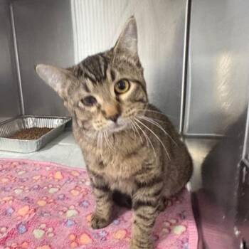 Domestic Short Hair Cats Available for Adoption - Saugus | PetCurious