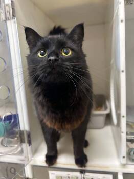 Bruno -  Domestic Medium Hair Cat for Adoption in Delson, Quebec - Bruno | PetCurious