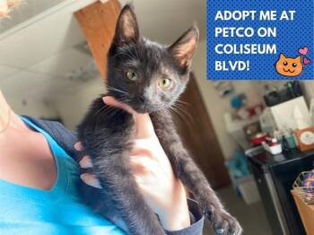 SALEM -  Domestic Short Hair Cat Available for Adoption in Fort Wayne, Indiana - SALEM | PetCurious