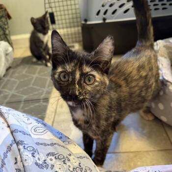 Minnow -  American Shorthair Cat for Adoption in Sacramento, California - Minnow | PetCurious