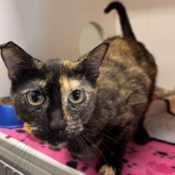 Honey Bunny -  Domestic Short Hair Cat for Adoption in Janesville, Wisconsin - Honey Bunny | PetCurious