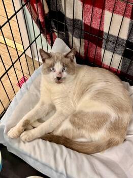 Clarence -  Siamese Cat for Adoption in Scottsburg, Indiana - Clarence | PetCurious