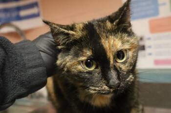 Domestic Short Hair Cats Available for Adoption - SOPHIA | PetCurious