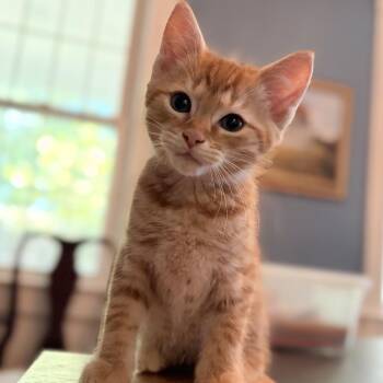 Jet -  Domestic Short Hair Cat for Adoption in Potomac, Maryland - Jet | PetCurious
