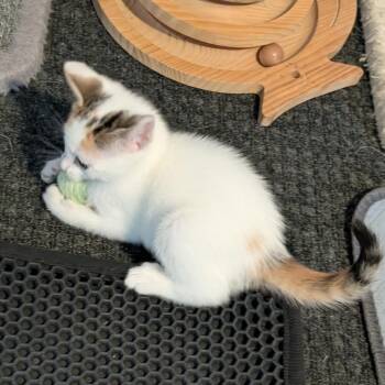 Flora -  Domestic Short Hair Cat for Adoption in Woodstock, Virginia - Flora | PetCurious