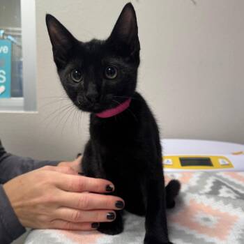 Blue -  Domestic Short Hair Cat for Adoption in Englewood, Florida - Blue | PetCurious