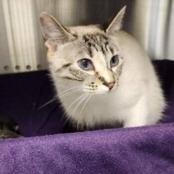 Domestic Short Hair Cats Available for Adoption in Norman, Oklahoma - Kevin | PetCurious