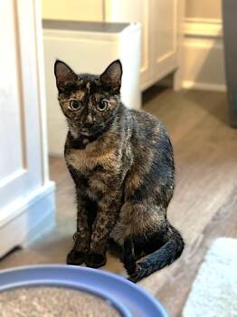 Mercy - Stunning Sweet Young Torti -  Domestic Short Hair Cat for Adoption in Lemoyne, Pennsylvania - Mercy - Stunning Sweet Young Torti | PetCurious