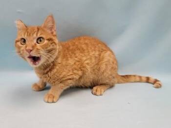 Red -  Domestic Short Hair Cat for Adoption in Minneapolis, Minnesota - Red | PetCurious