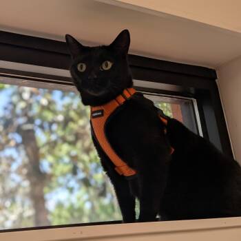 Domestic Short Hair Cats Available for Adoption in St. Augustine, Florida - Teddy | PetCurious