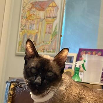 Rescue Siamese Cats for Adoption in Fairfax, Virginia - Ko Ko (Siamese) | PetCurious
