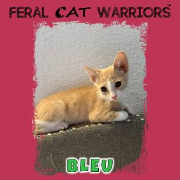 Bleu -  Domestic Short Hair Cat for Adoption in Kingman, Arizona - Bleu | PetCurious