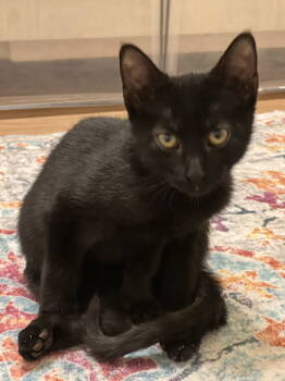 Rescue Domestic Short Hair Cats for Adoption in Rowlett, Texas - Bean | PetCurious