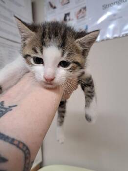 Alen -  Domestic Short Hair Cat for Adoption in Fayetteville, Tennessee - Alen | PetCurious