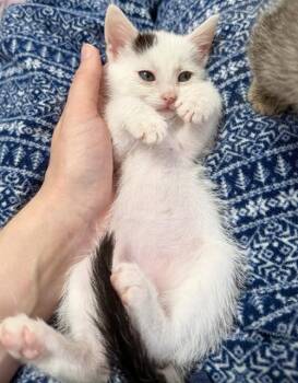 CLOVER -  Domestic Short Hair Cat for Adoption in Riverside, California - CLOVER | PetCurious