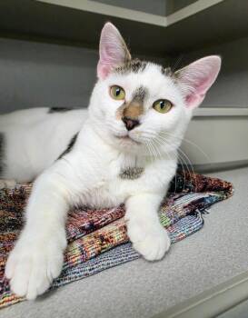 Gizmo -  Domestic Short Hair Cat for Adoption in Bloomington, Indiana - Gizmo | PetCurious