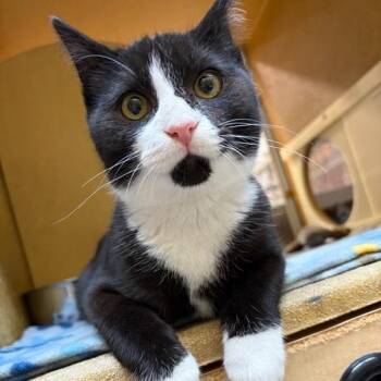 Domestic Short Hair Cats Available for Adoption - Oreo | PetCurious