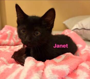 Janet -  Domestic Short Hair Cat for Adoption in Seaford, New York - Janet | PetCurious
