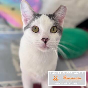 Domestic Short Hair Cats Available for Adoption in Los Angeles, California - Slim Jim | PetCurious